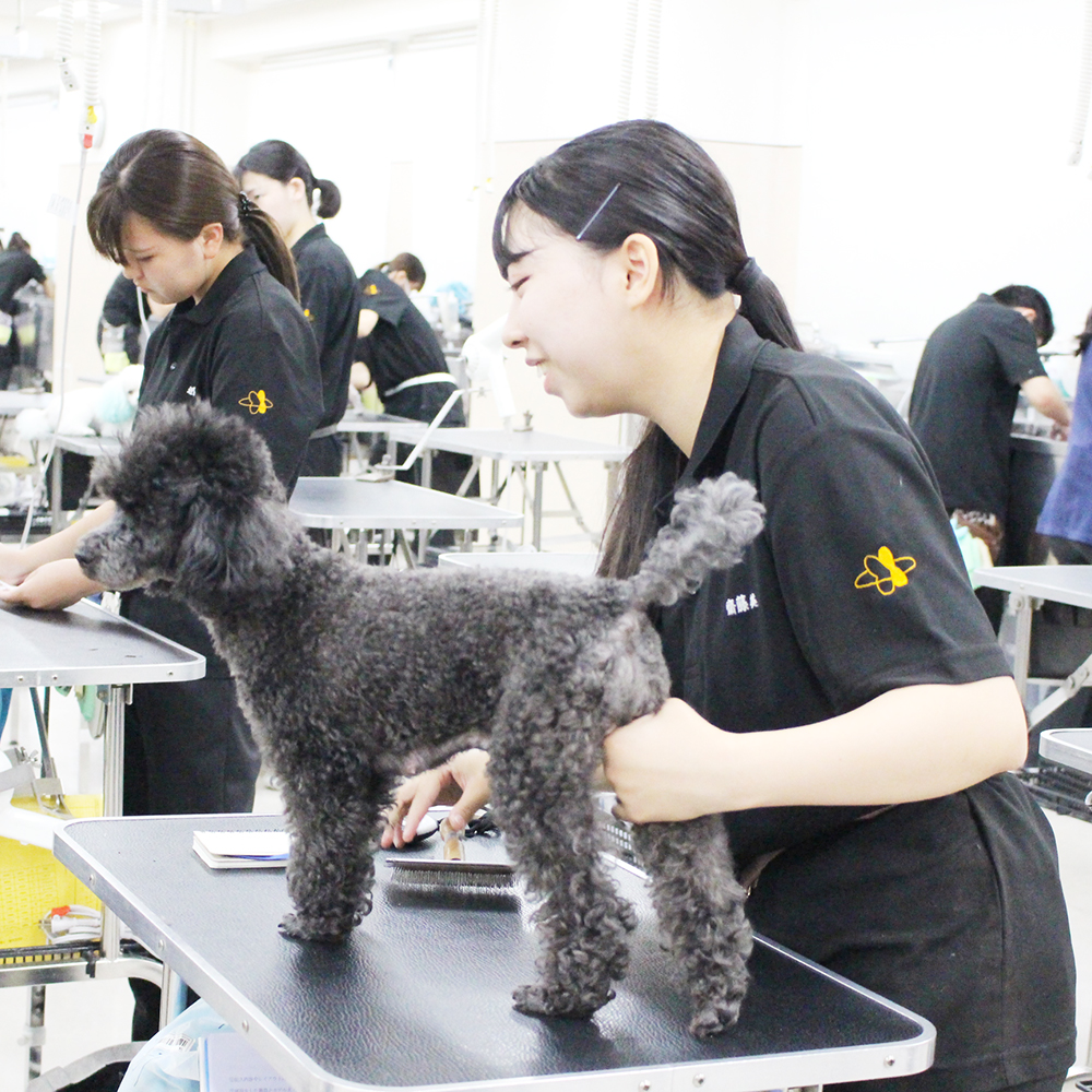 夏休みも継続的にトリミング実習☆